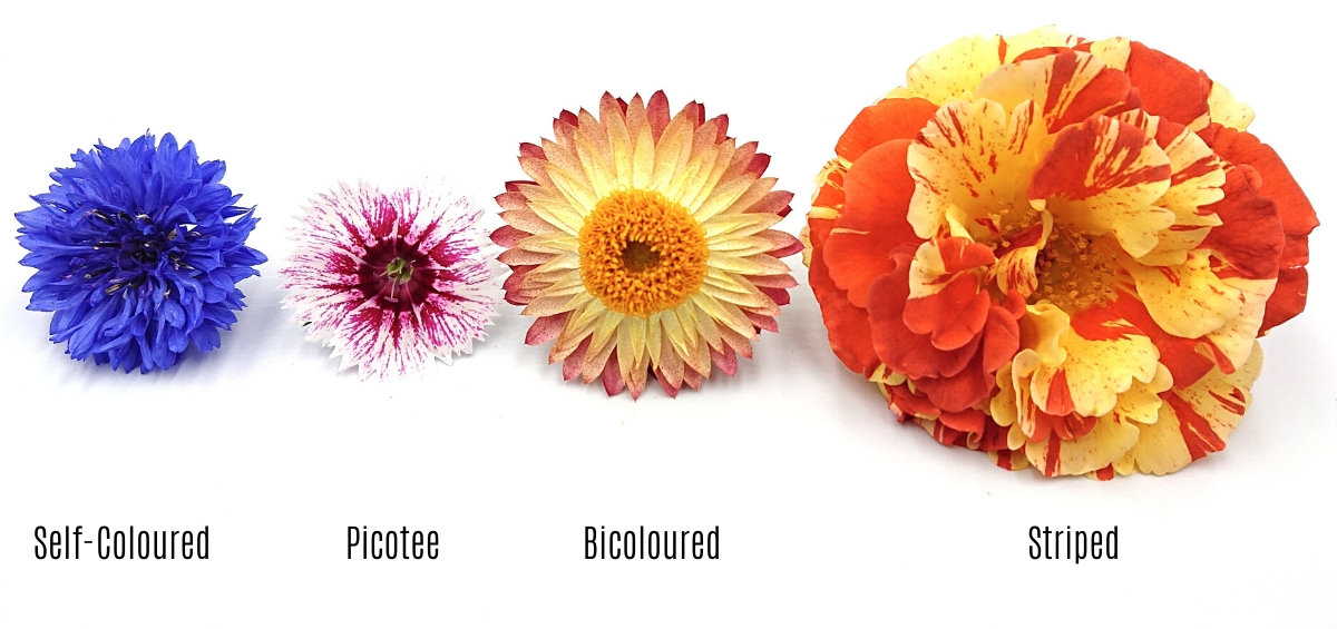 Flower colour types